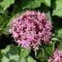 Clerodendrum bungei