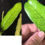 Hoya globulosa No.1             97