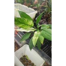 Spatiphyllum New One 