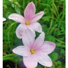 Zephyranthes Sakura Snow