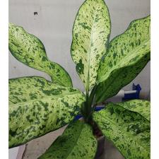 Dieffenbachia sp Hong Hern