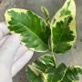 Citrus medica Buddha hand (white variegated)(grafted)