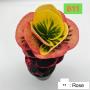 Codeium B-11 Rose
