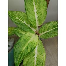 Aglaonema Snow white A-74