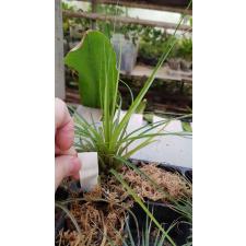 tillandsia 2