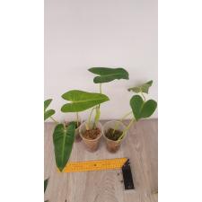 Philodendron corcovadense стакан уценка 450р
