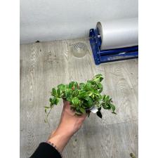 Hoya heuschkeliana albomarginata(#952) mart по 4500р