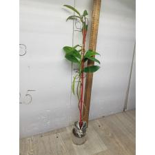 Hoya meliflua (#155)