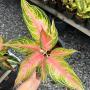Aglaonema  Panama - Pink A-94