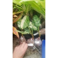 Aglaonema commutatum 'Bangkok Dream 11