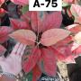 Aglaonema  Orange velvet A-75