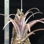 Tillandsia capitata var. dominguensis.