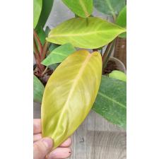 Филодендрон Принц оранжевого / Philodendron Prince Of Orange