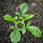 Philodendron applanatum