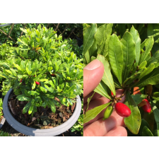 Synsepalum dulcificum 'Dwarf' 621