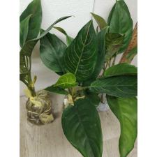 Aglaonema Khunmakracha A-34