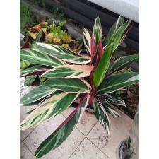 Stromanthe Sang Triostar 19 сm pot