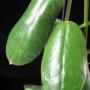 Hoya sp.658 Borneo              658