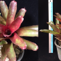 Neoregelia Honihoni (Fireball x Nana cv Multicolor).