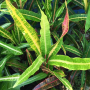 Codiaeum (T21)