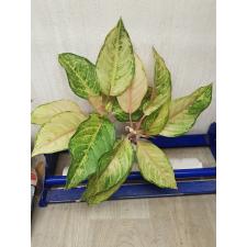 Aglaonema Frozen A-26