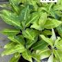 Aglaonema  Sun drop A-38