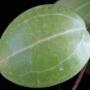 Hoya sp.537 (aff. elliptica)            537