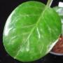Hoya australis *648 'Iluka'             648