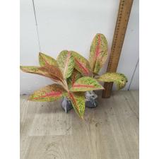 Aglaonema Legacy - red A-108