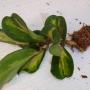 Hoya kerrii variegata ‘Chanrit’s Choice’ (#340)