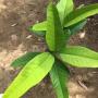 Ficus sp.(T11) 'Huay Kaew' Prachuab southern Thailand