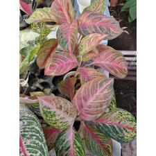 Aglaonema P-15 SP  Miss- Thailand mut