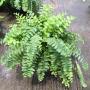 Nephrolepis exaltata (compact form).