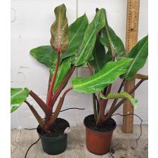 Филодендрон Оранжевый Мармелад / Philodendron ORANGE MARMALADE