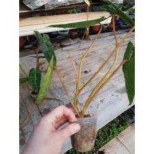 Philodendron billietiae orange petiole 800p