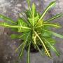 Codiaeum Gold Trident.