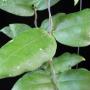 Hoya sp.623 Pahang Malaysia             623