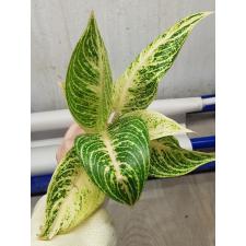 Aglaonema Legacy - white A-109