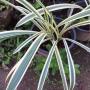 Hymenocallis littoralos variegata