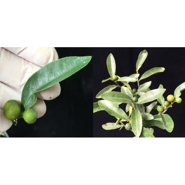 Fortunella hindsii Dwarf (Japan)