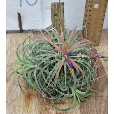 Тилландсия ионанта на блоке / tillandsia ionantha на блоке
