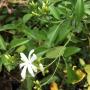 Jasminum flexile var. hookerianum