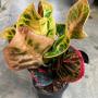 Codiaeum Chompoo Panthip