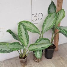 Аглаонема Сильвер Бей / Aglaonema Silver Bay