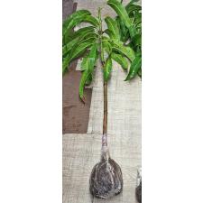 Мангифера индика "Р2Е2" / Mangifera indica 'R2E2'. 174