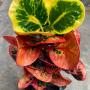 Codiaeum Num Choke