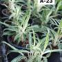 Aglaonema  Baikhao Nam Chok A-23