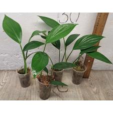 Рафидофора Декурсива / Rhaphidophora Decursiva (S)