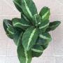 Calathea undulata.