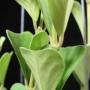 Hoya manipurensis No.2 (wide leaf)              724